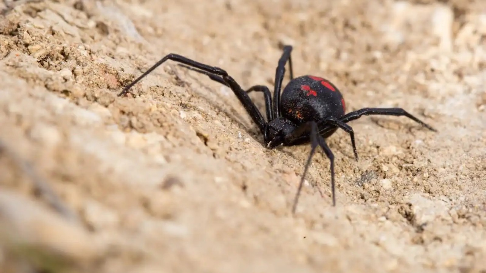 Hospital de El Calafate tuvo la primera atención del verano de una picadura de viuda negra